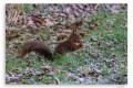 Rencontre du p'tit rouquin, dans la gelée du matin